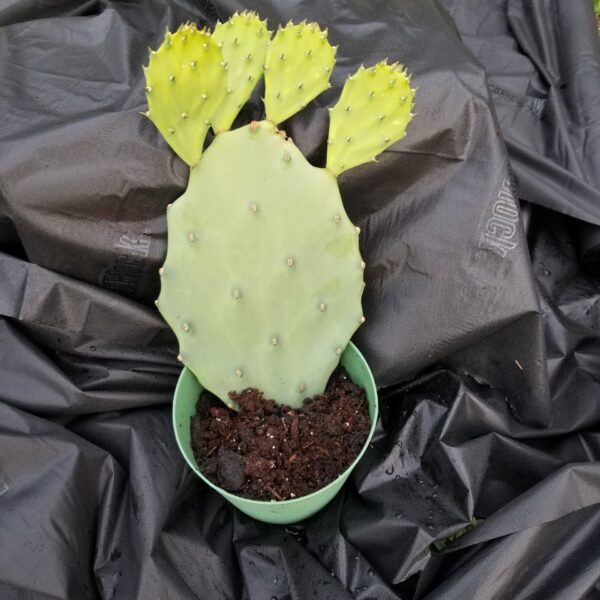 Prickly Pear Cuttings