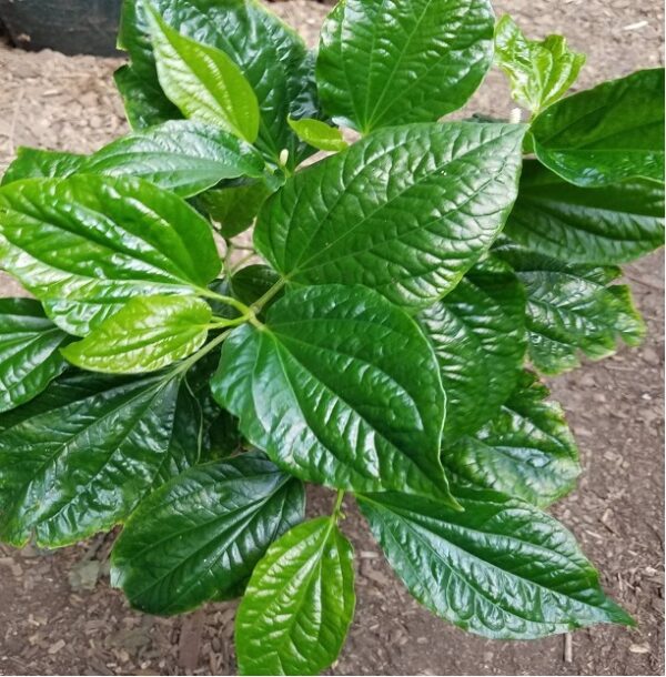 Vietnamese Pepper Leaves