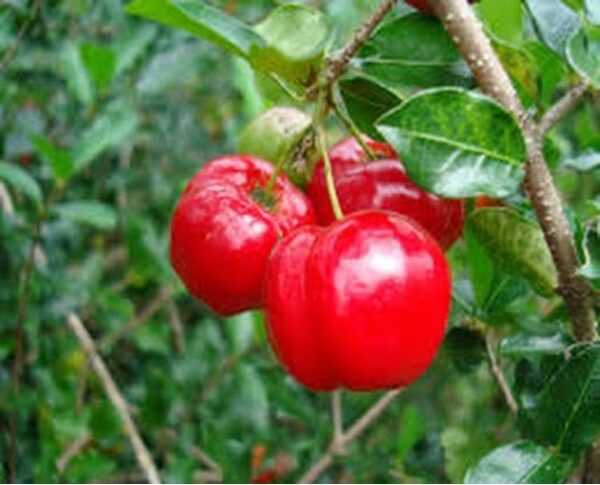 Barbados Cherry