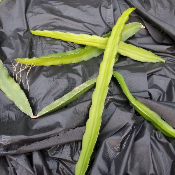 Dragon Fruit Cuttings