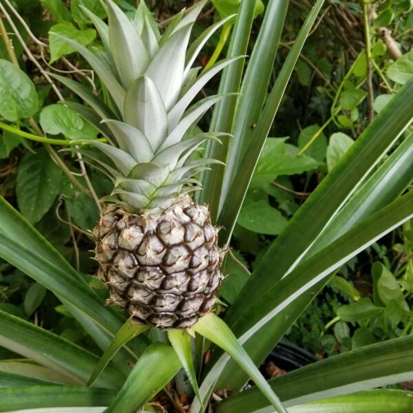 Sweet Pineapple Plant