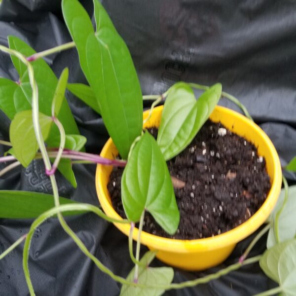 Yellow Yam Cuttings